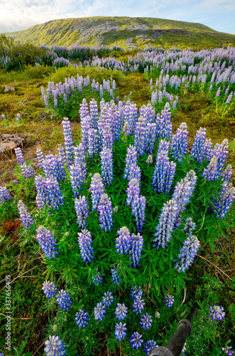 Typical Icelandic landscape with field of blooming lupine flowers. Beautiful cloudy sky.