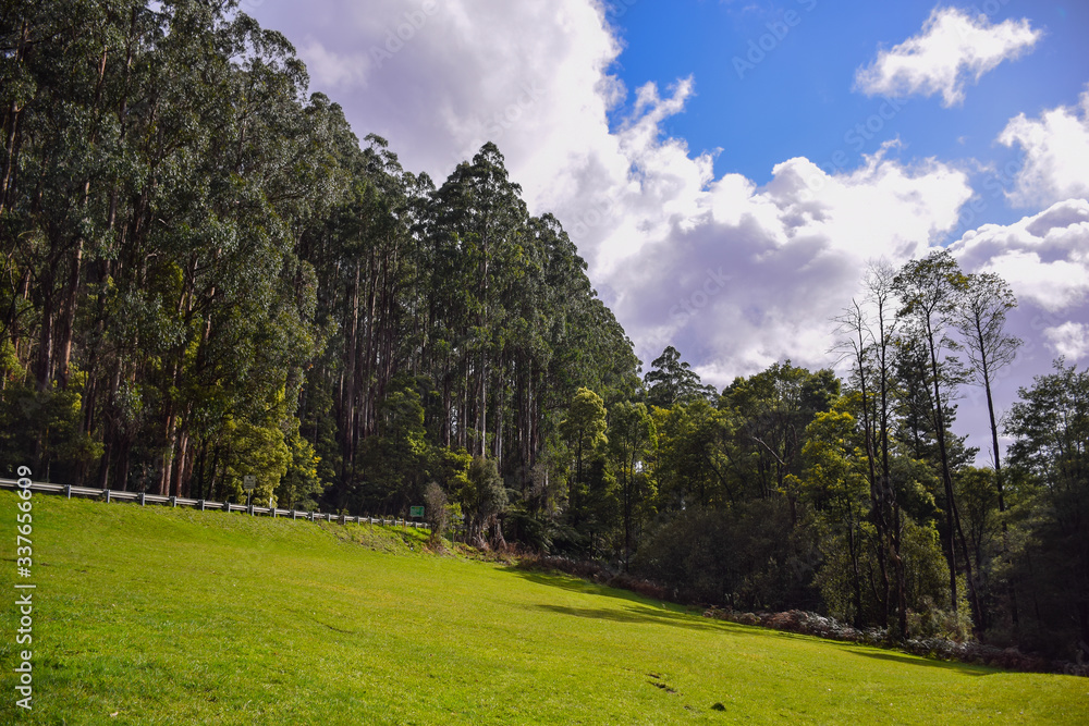 The green forest with green grass field and cloudy blue sky background on sunny day in Australia
