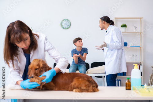 Vet doctor examining golden retriever dog in clinic