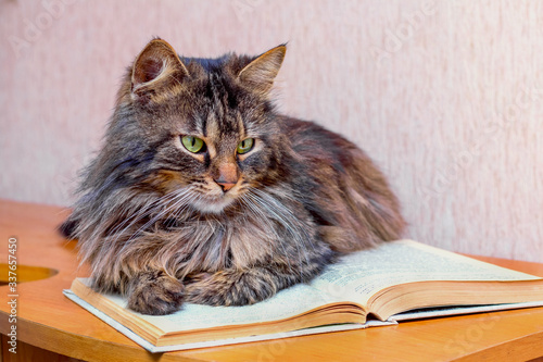 Adorable fluffy cat near open book. Reading interesting books
