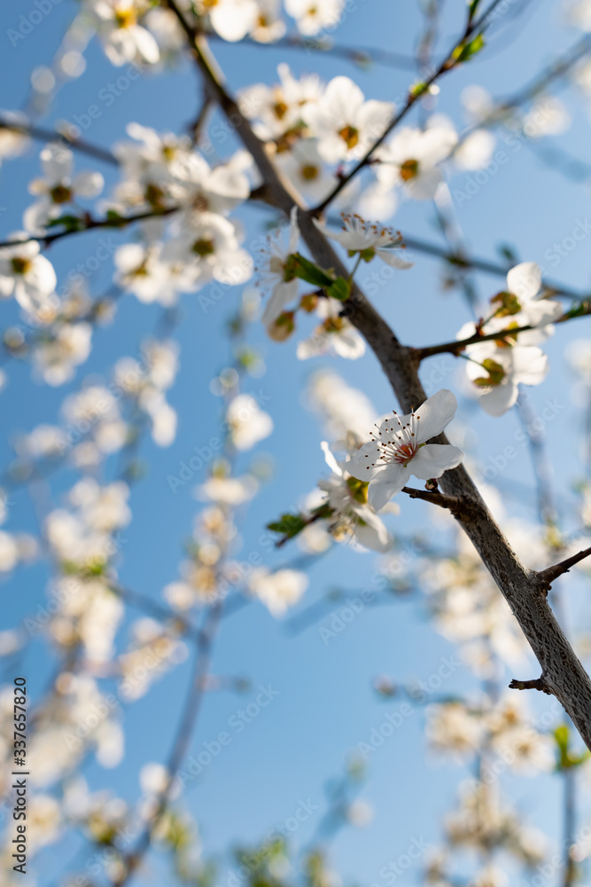 A lot of the delicate white petals on a cherry tree. Spring flowering, preparation for the summer harvest of cherry berries. Against a clear and light blue sky A lot of the delicate white petals on a cherry tree. Spring flowering, preparation for the summer harvest of cherry berries. Against a clear and light blue sky