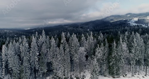 Drone footage snow covered trees, winter nature beautiful Europe aerial view pine forest mountain, season travel white frozen nature idyllic 4k