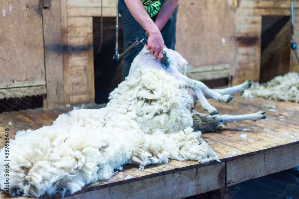 Hands of man sheaving wool from sheep - shearing sheep for wool in barn Hands of man sheaving wool from sheep - shearing sheep for wool in barn
