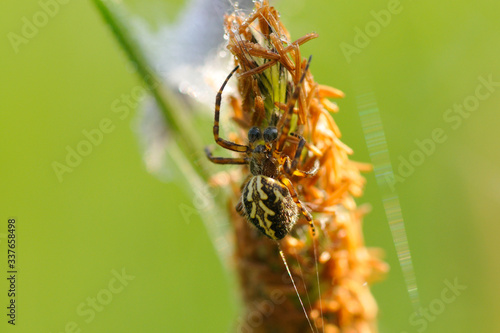 Kreuzspinne wartet auf Beute