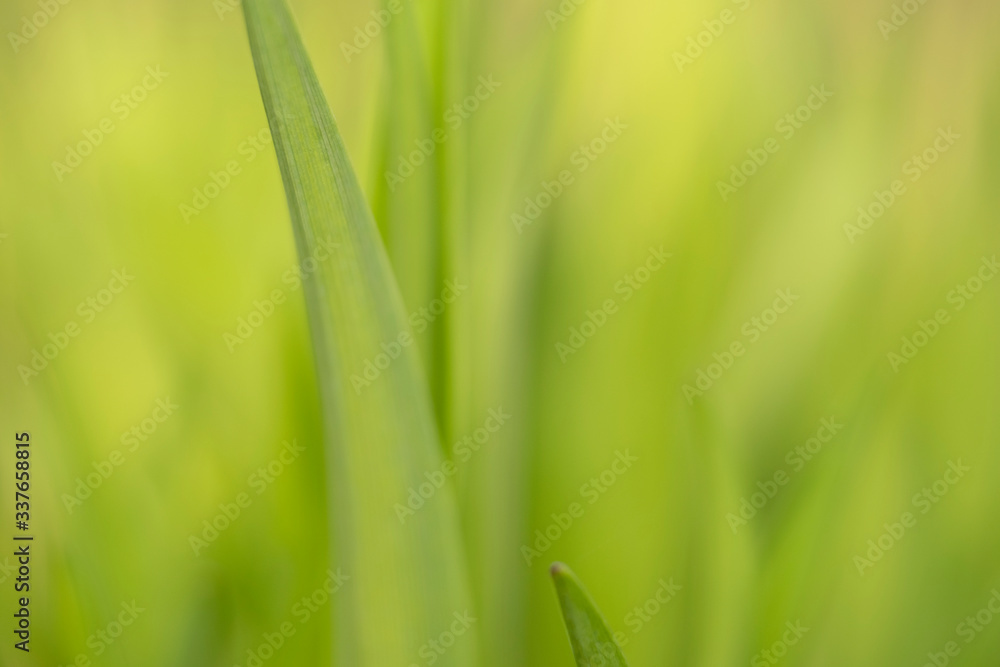 green grass background green grass background