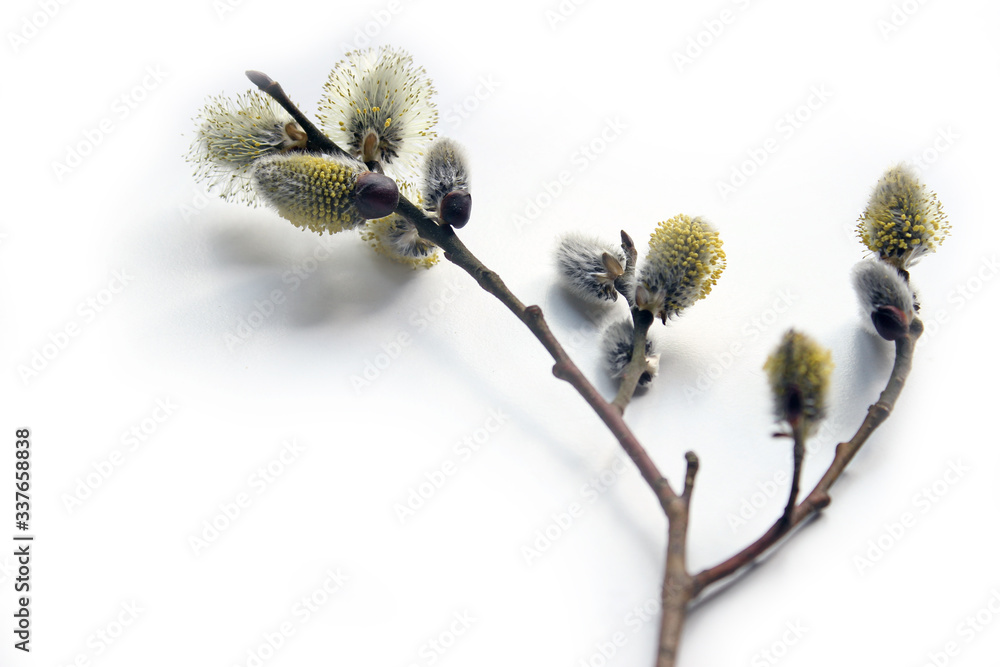 Fototapeta premium Pussy willow branches, close-up. Willow twigs with catkins. Spring easter pussy willow branches on white background.