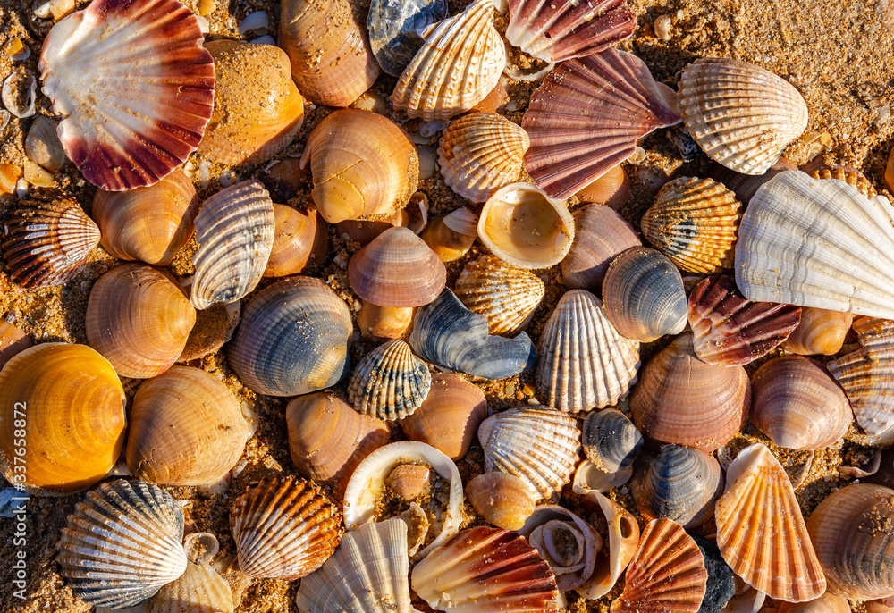Sea shell on sand Sea shell on sand