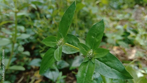 Wallpaper Mural Black ants with natural background Torontodigital.ca