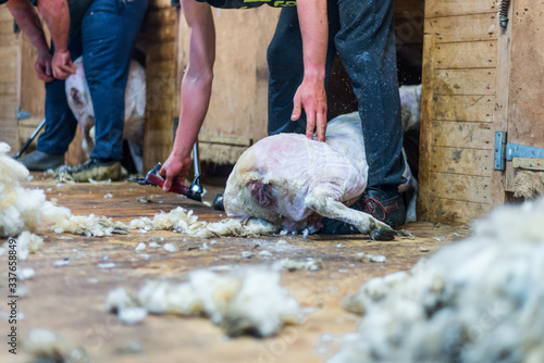 Tablou pe pânză Hands of man sheaving wool from sheep - shearing sheep for wool in barn