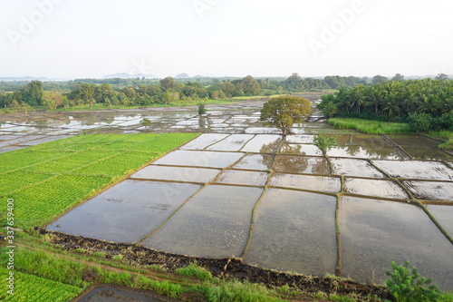 Paddy Cultivation and fields in Dambulla Sri Lanka  photo