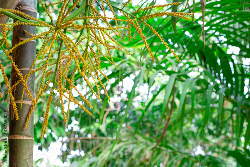 Wallpaper Mural green tropical palm background Torontodigital.ca