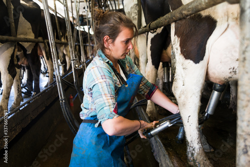 Canvas Print Young farmer woman Cow milking with facility and modern mechanized milking equip