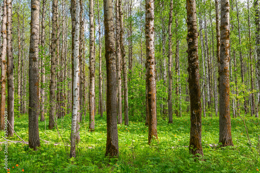 Spring forest of birches and aspens is illuminated by sunlight Spring forest of birches and aspens is illuminated by sunlight