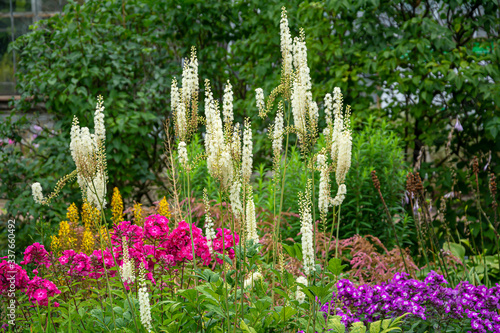 Flowering bush Cimicifuga racemosa on a background of grasses and shrubs