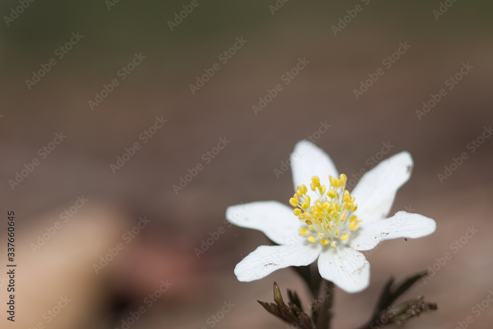 Close up of a flower in spring Close up of a flower in spring