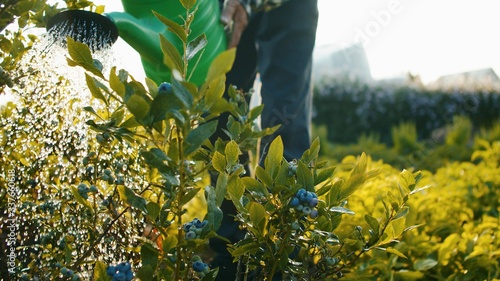 Gardening activity - close up shot of watering the plants of blueberries with beautiful golden sun backlight