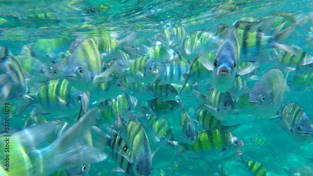 Fototapeta premium underwater footage on phi phi islands
