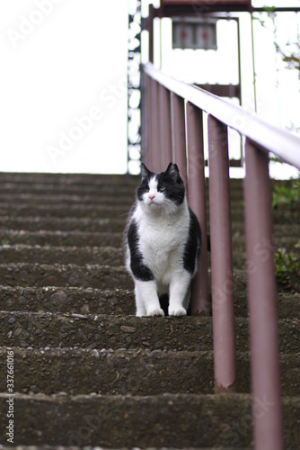 階段と猫