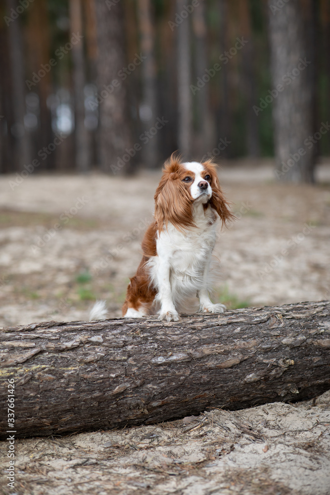 Small cute spaniel dog is standing near a tree in the forest