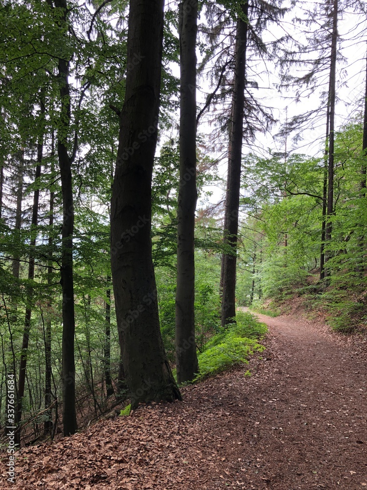 Fototapeta premium path in the forest