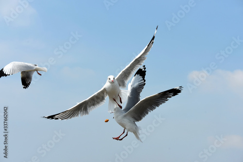 Seagulls flying over the sea. Pier on background