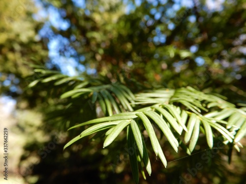 close up of pine tree branches