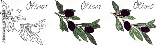 Olive branch with olives, contour drawing, color, stylized, handmade