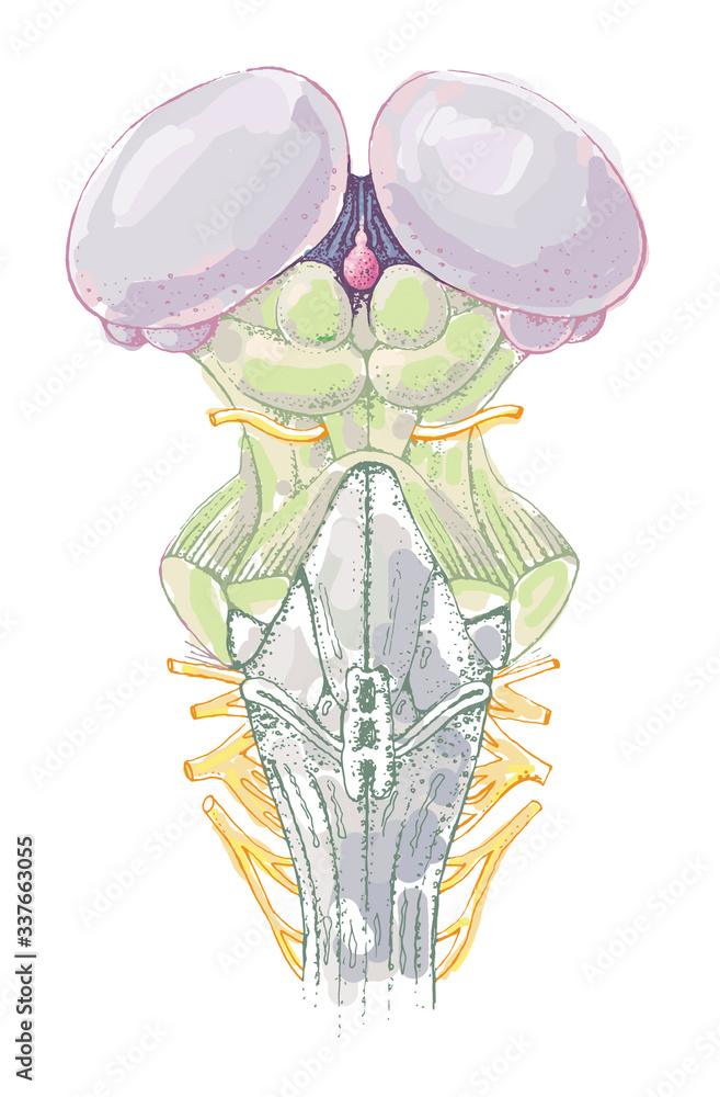 Human pineal gland anatomy - detailed colored illustration - human ...