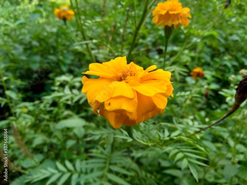 Tagetes erecta  Mexican marigold  Aztec marigold  African marigold  with natural background