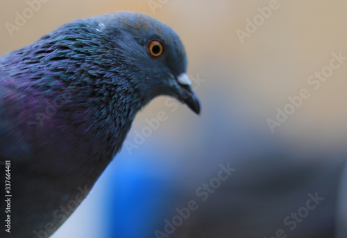 Close up head shot of beautiful pigeon bird, Pigeon close up on blue background