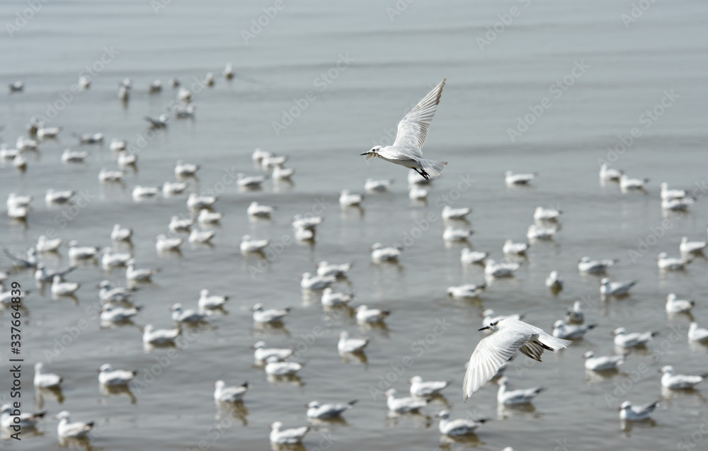 Seagulls flying over the sea. Pier on background Seagulls flying over the sea. Pier on background