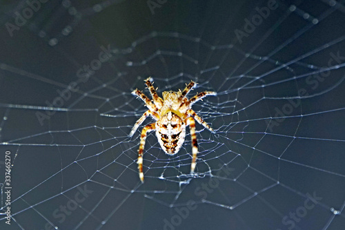 Spider on its web close-up. Horizontal shot. Thin threads. Dark background.