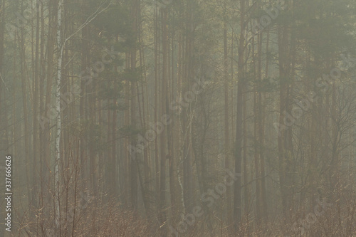 Sosnowy las w porannej mgle.