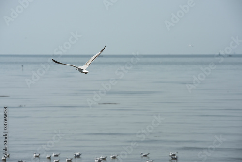 Seagulls flying over the sea. Pier on background