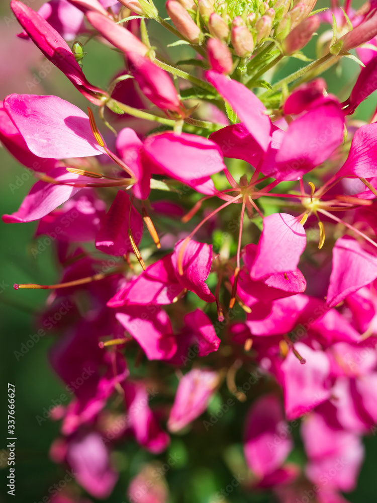 Delicate pink and white flowers. Delicate pink and white flowers.