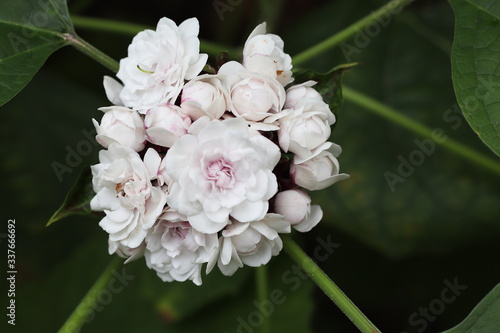 Blossom of chinese glory bower, Clerodendrum chinense photo