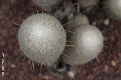 Espostoa melanostele cactus, commonly called Old man of Peru photo