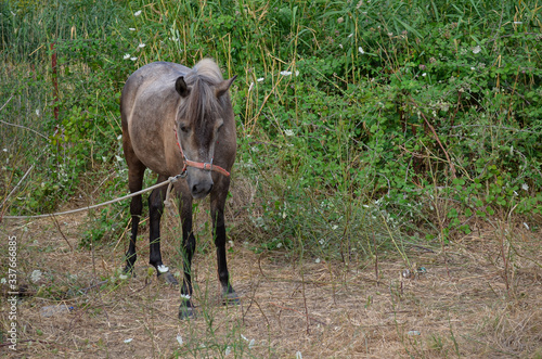horse in the field