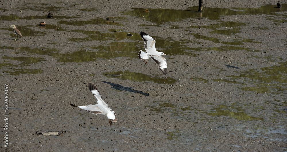 Fototapeta premium Seagulls flying over the sea. Pier on background