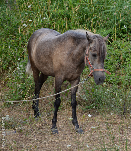 portrait of a horse