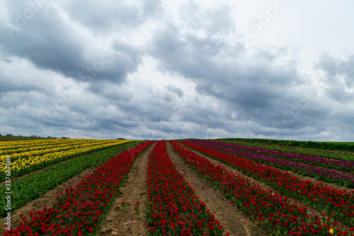 A magical landscape with blue sky over tulip field in Silivri, Istanbul