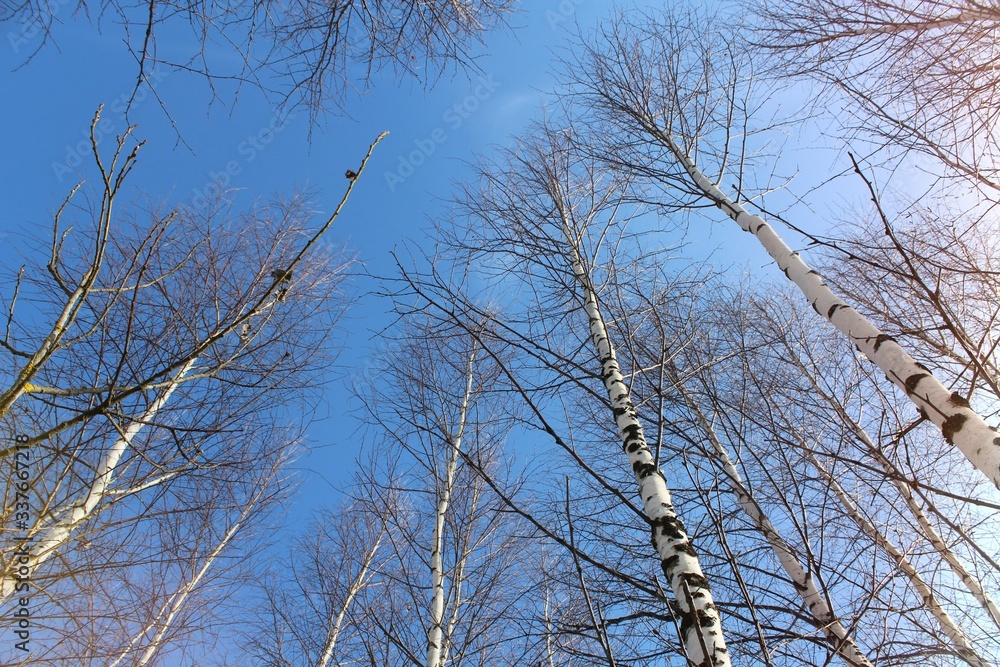 Birches and blue sky Birches and blue sky