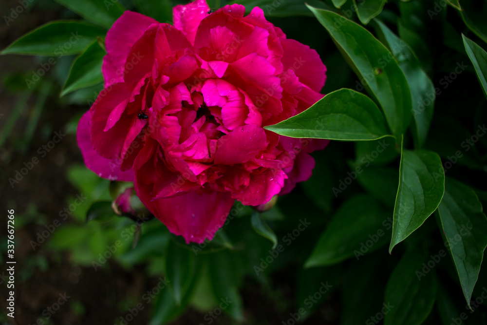 Obraz premium red pion flower