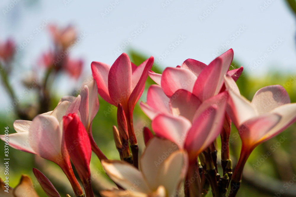 Pink plumeria flowers in a garden with a sky background.