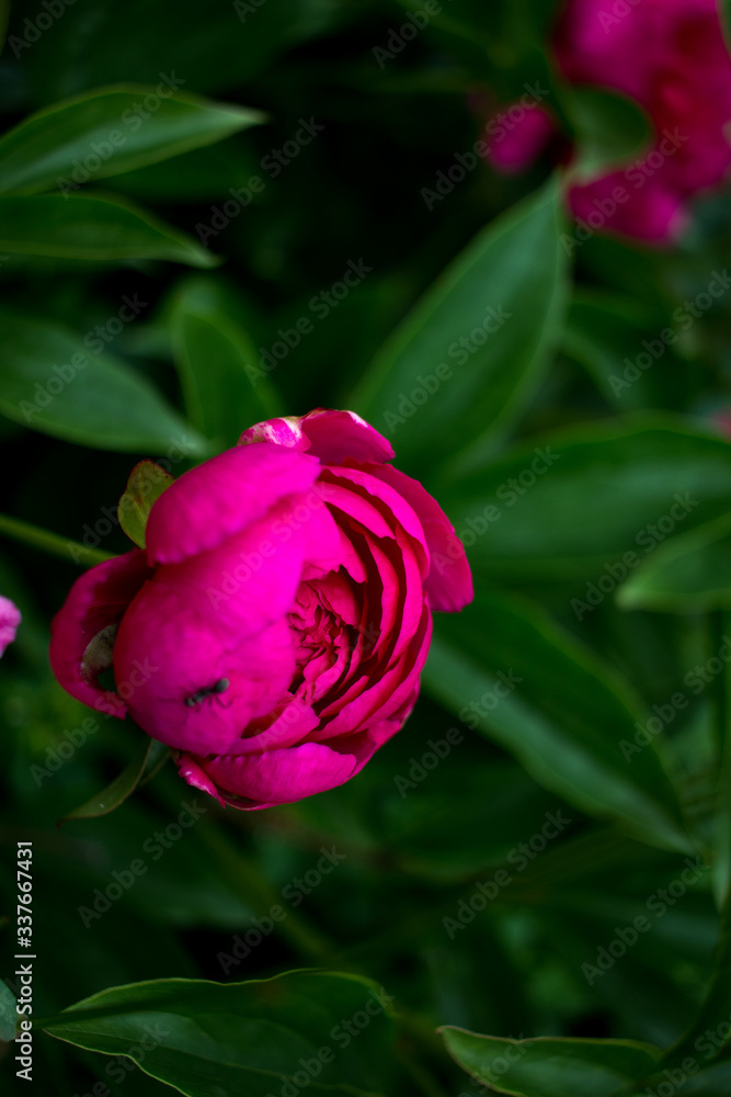 custom made wallpaper toronto digitalpink peony in the garden