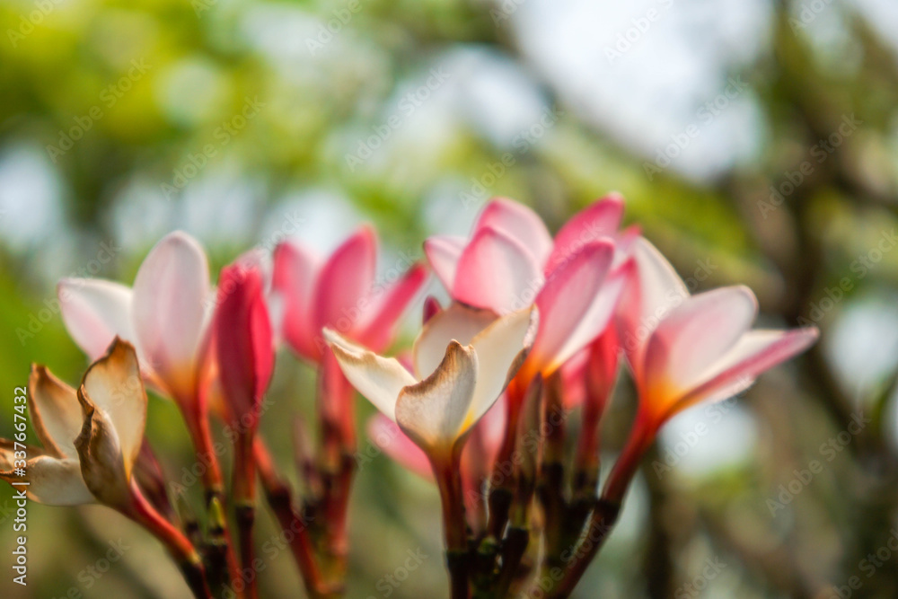 Fototapeta premium Pink plumeria flowers in a garden with a sky background.