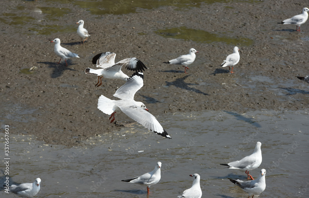 Fototapeta premium Seagulls flying over the sea. Pier on background 