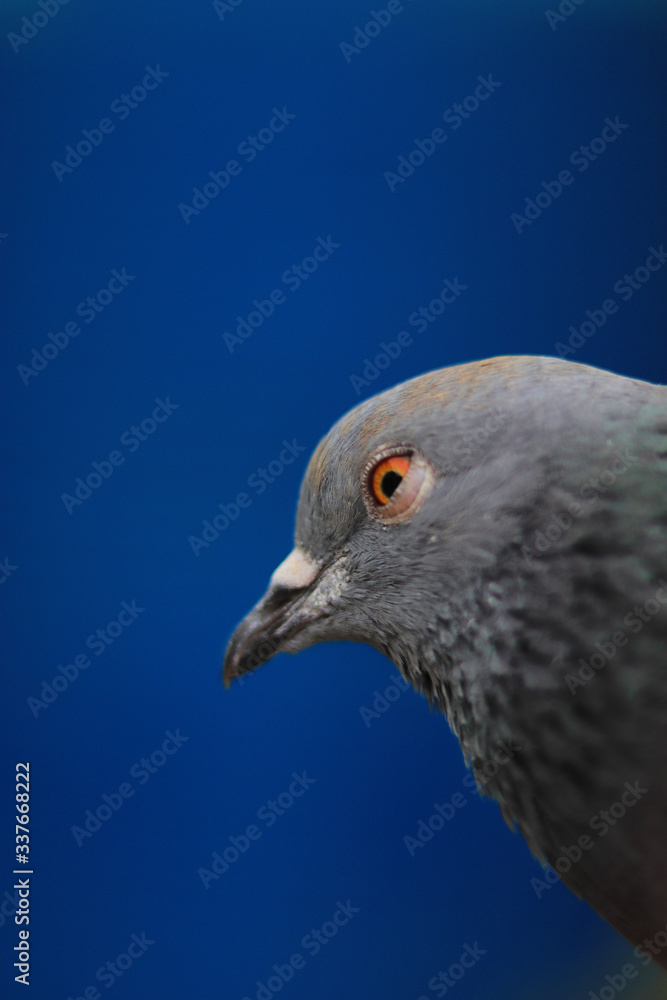 Close up head shot of beautiful pigeon bird, Pigeon close up on blue background Close up head shot of beautiful pigeon bird, Pigeon close up on blue background