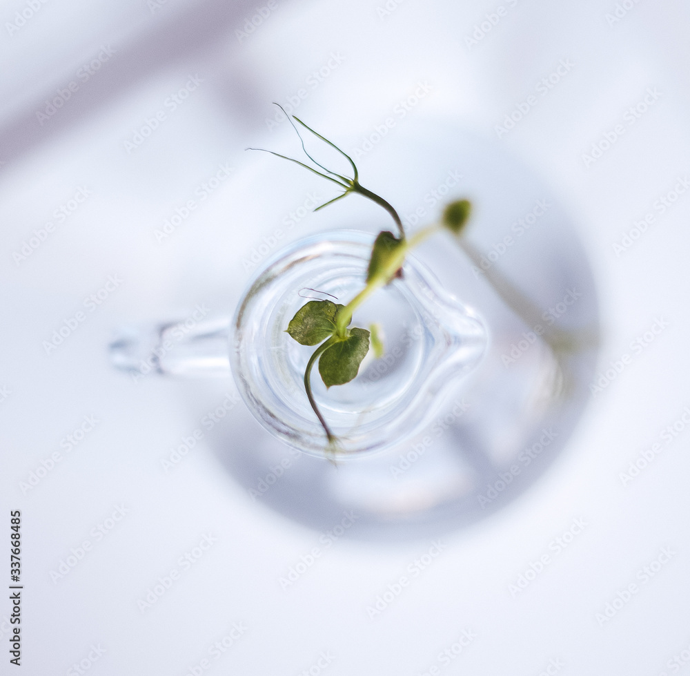green small plant, boring, in a glass transparent vase in water, on a white background green small plant, boring, in a glass transparent vase in water, on a white background