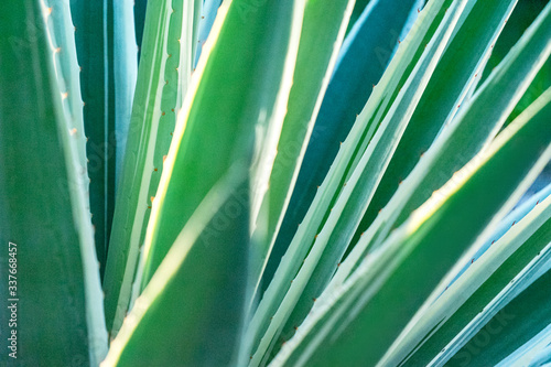 Abstract striped natural background. Nature tropical background.